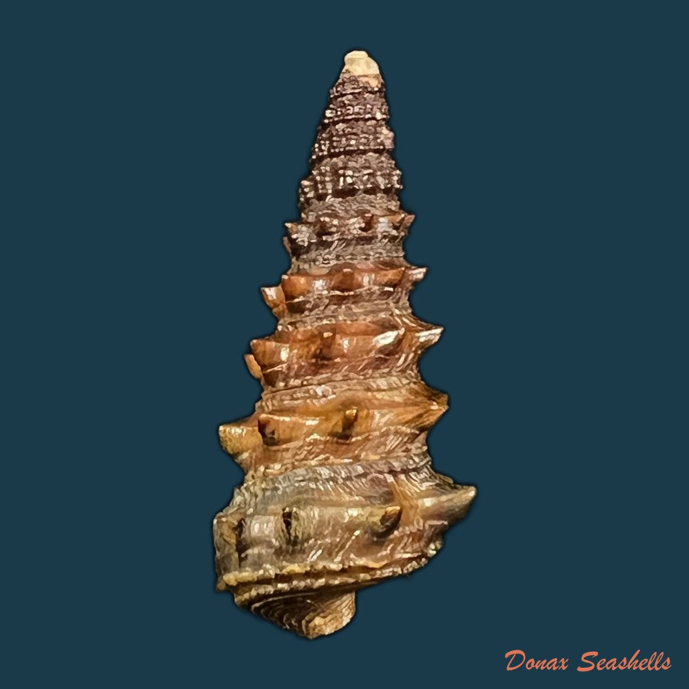 tympanotonus-fuscatus-linnaeus-1758-36-7mm-copia