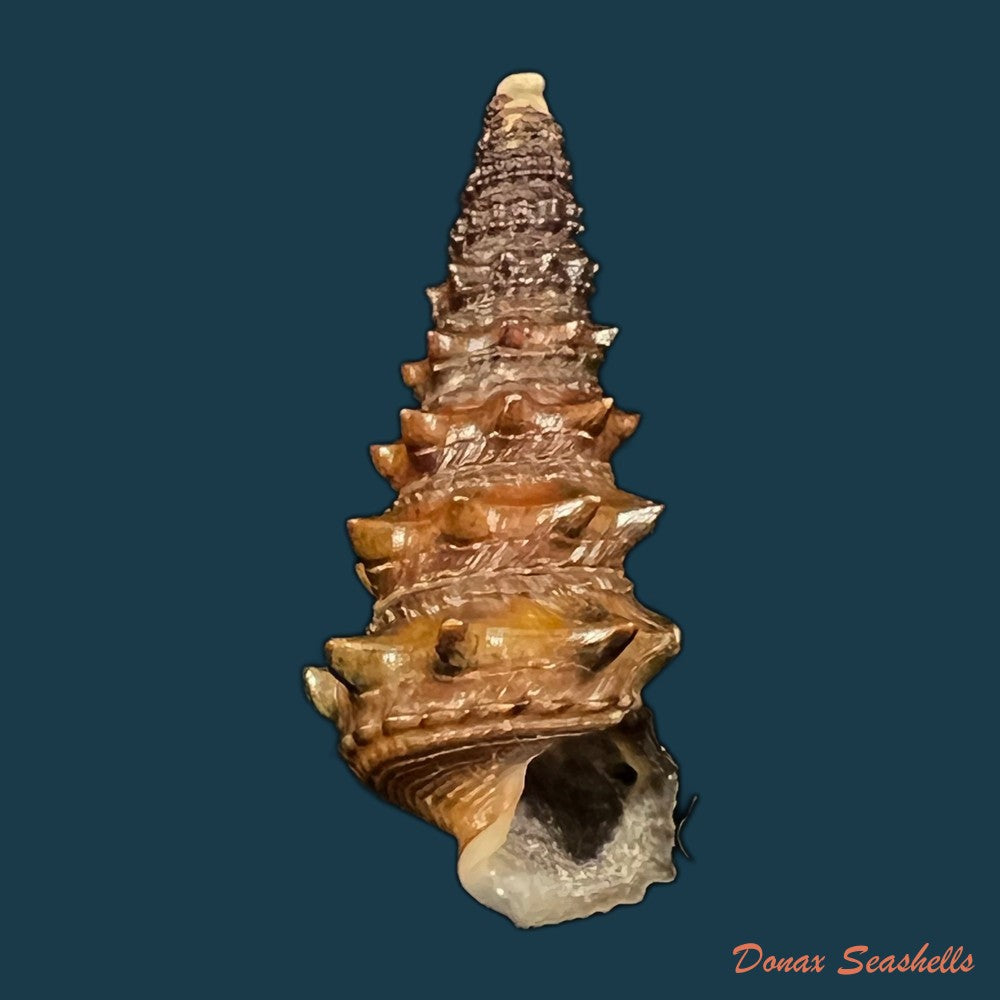 tympanotonus-fuscatus-linnaeus-1758-36-7mm-copia