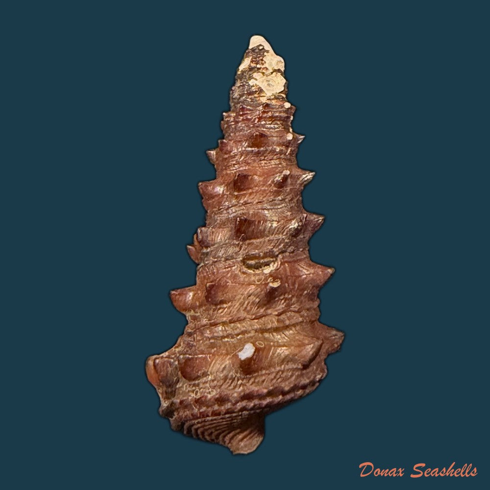 tympanotonus-fuscatus-linnaeus-1758-39-2mm-copia