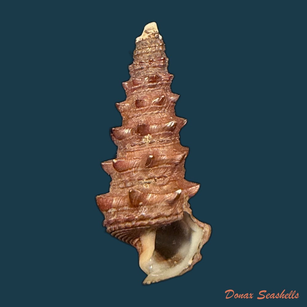 tympanotonus-fuscatus-linnaeus-1758-39-2mm-copia