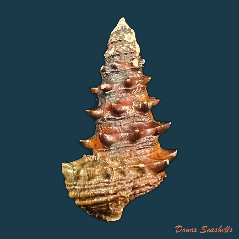 tympanotonus-fuscatus-linnaeus-1758-copia