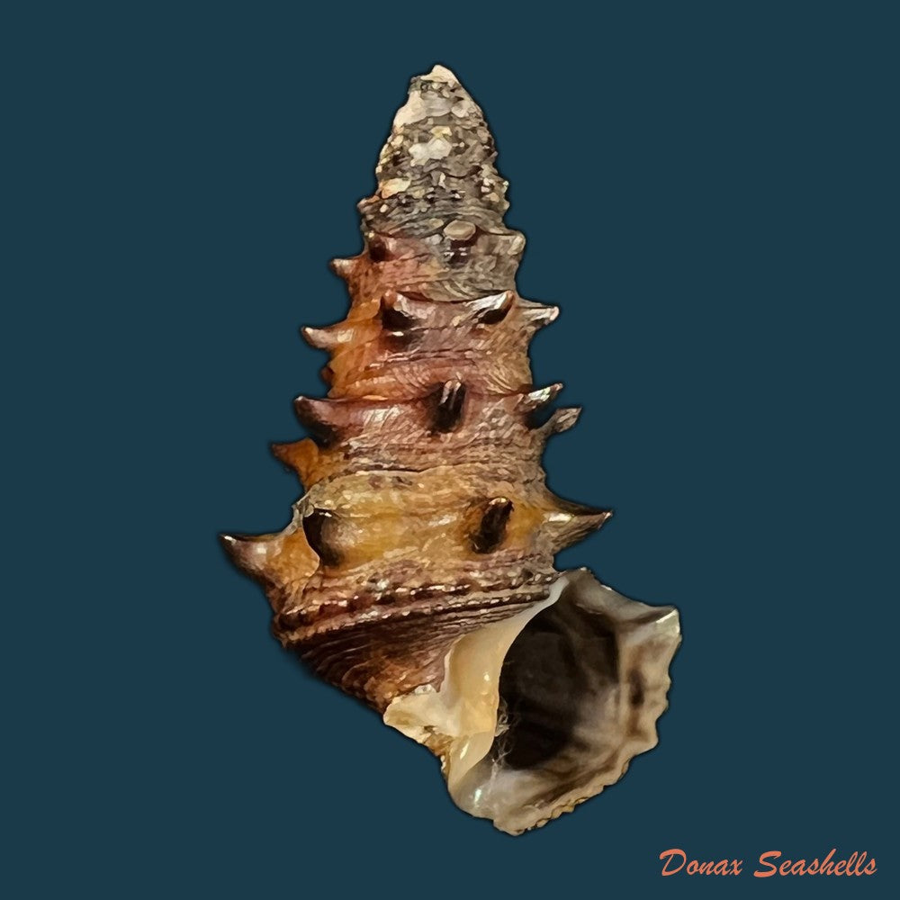 tympanotonus-fuscatus-linnaeus-1758-copia