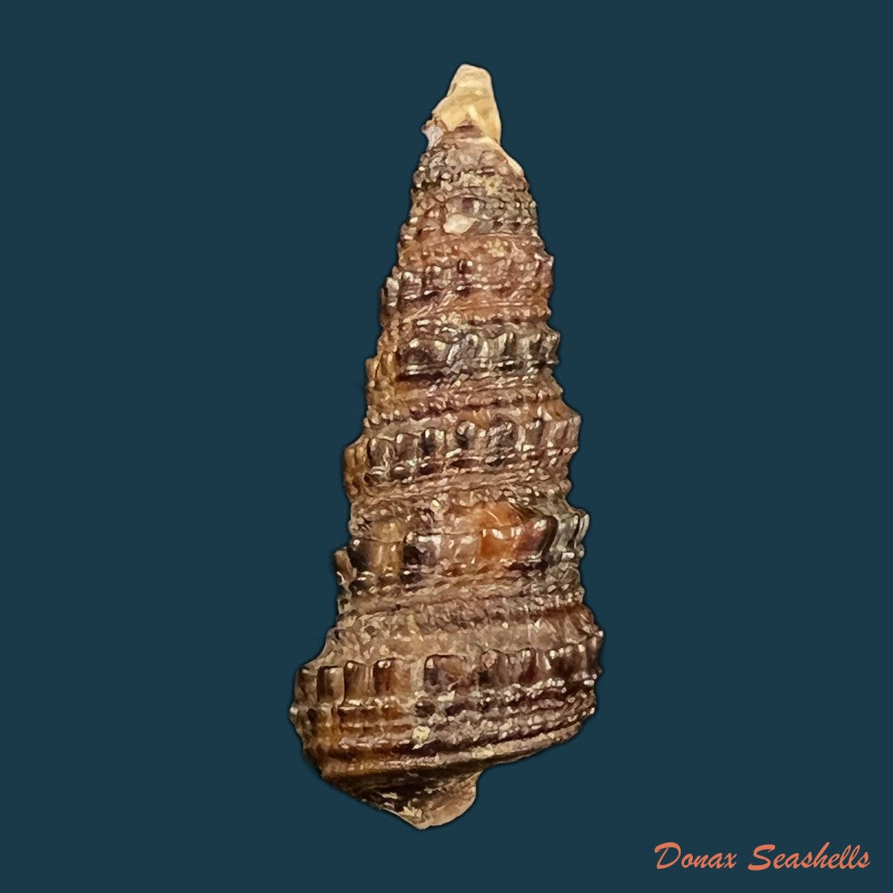 tympanotonus-fuscatus-radula-linnaeus-1758-40-8mm-copia