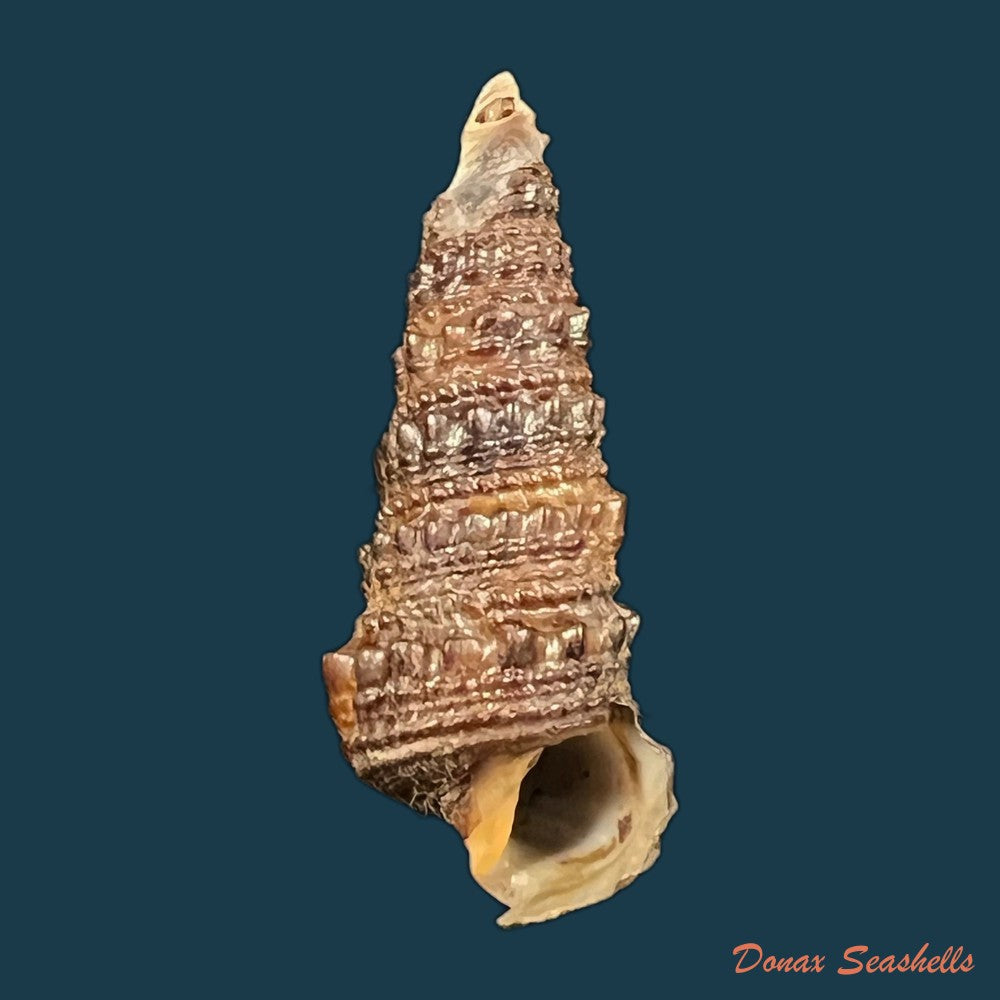 tympanotonus-fuscatus-radula-linnaeus-1758-40-8mm-copia