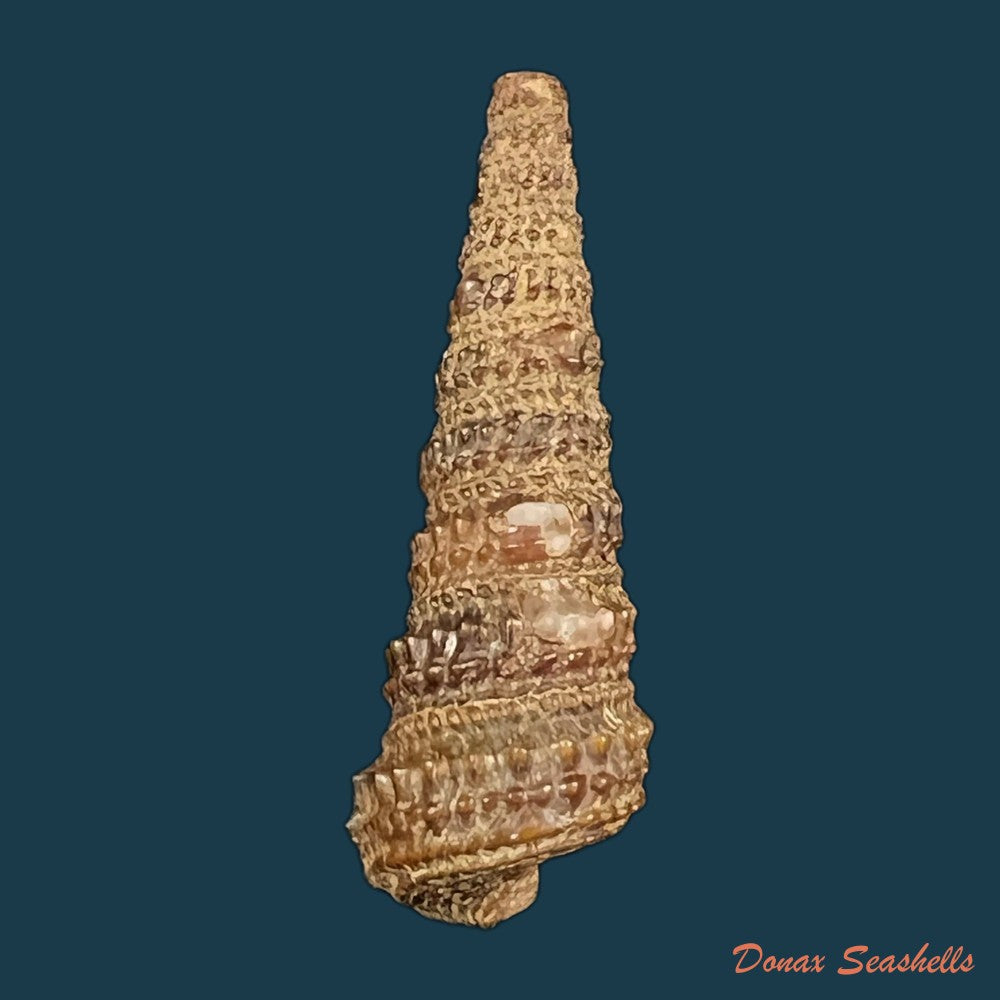 tympanotonus-fuscatus-radula-linnaeus-1758-copia