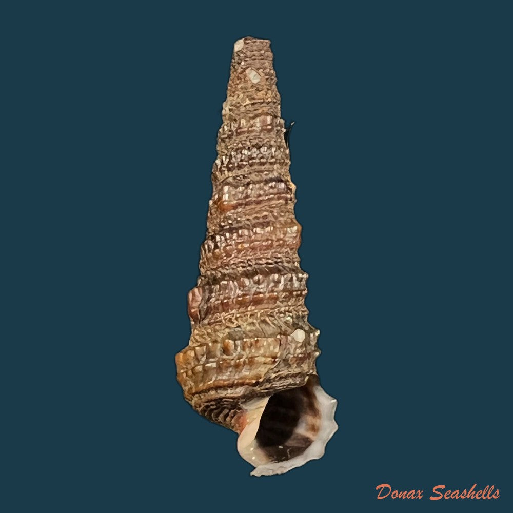 tympanotonus-fuscatus-radula-linnaeus-1758-copia