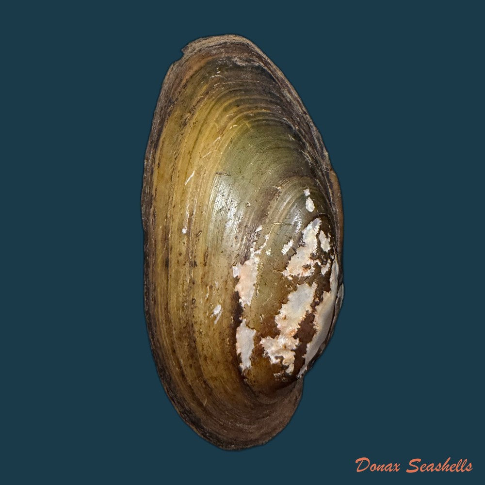 unio-delphinus-spengler-1793-52mm-copia