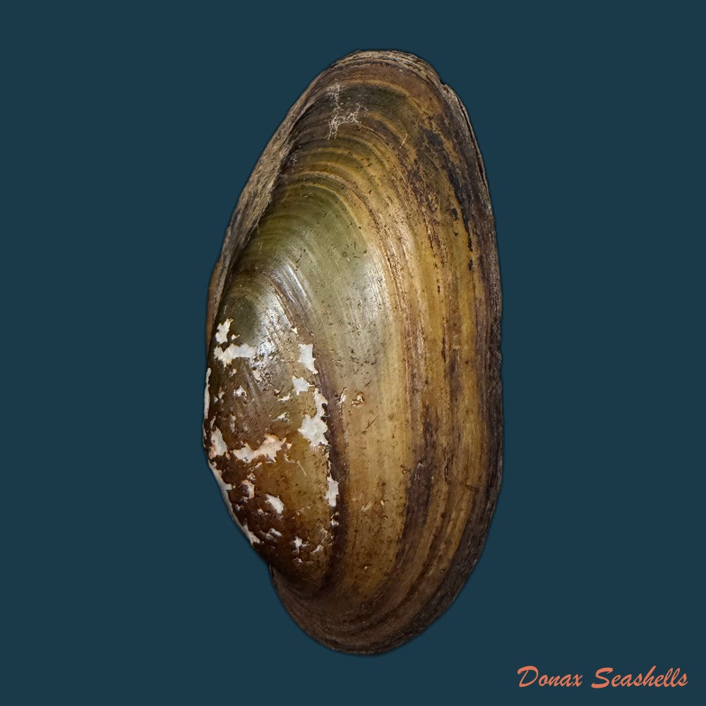 unio-delphinus-spengler-1793-52mm-copia