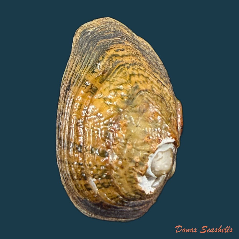unio-delphinus-spengler-1793-60mm-copia