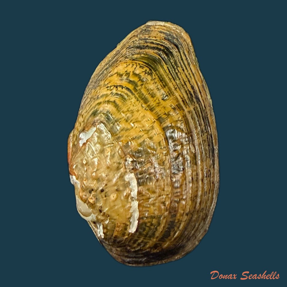 unio-delphinus-spengler-1793-60mm-copia