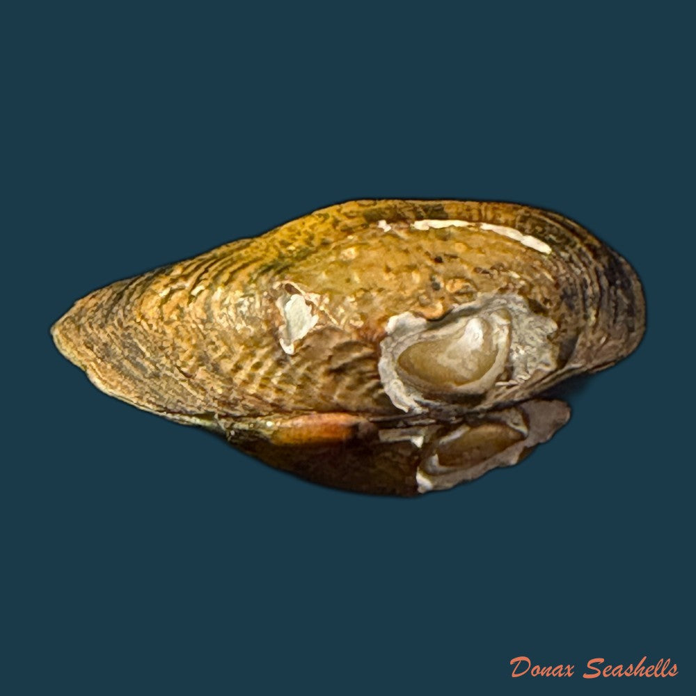 unio-delphinus-spengler-1793-60mm-copia