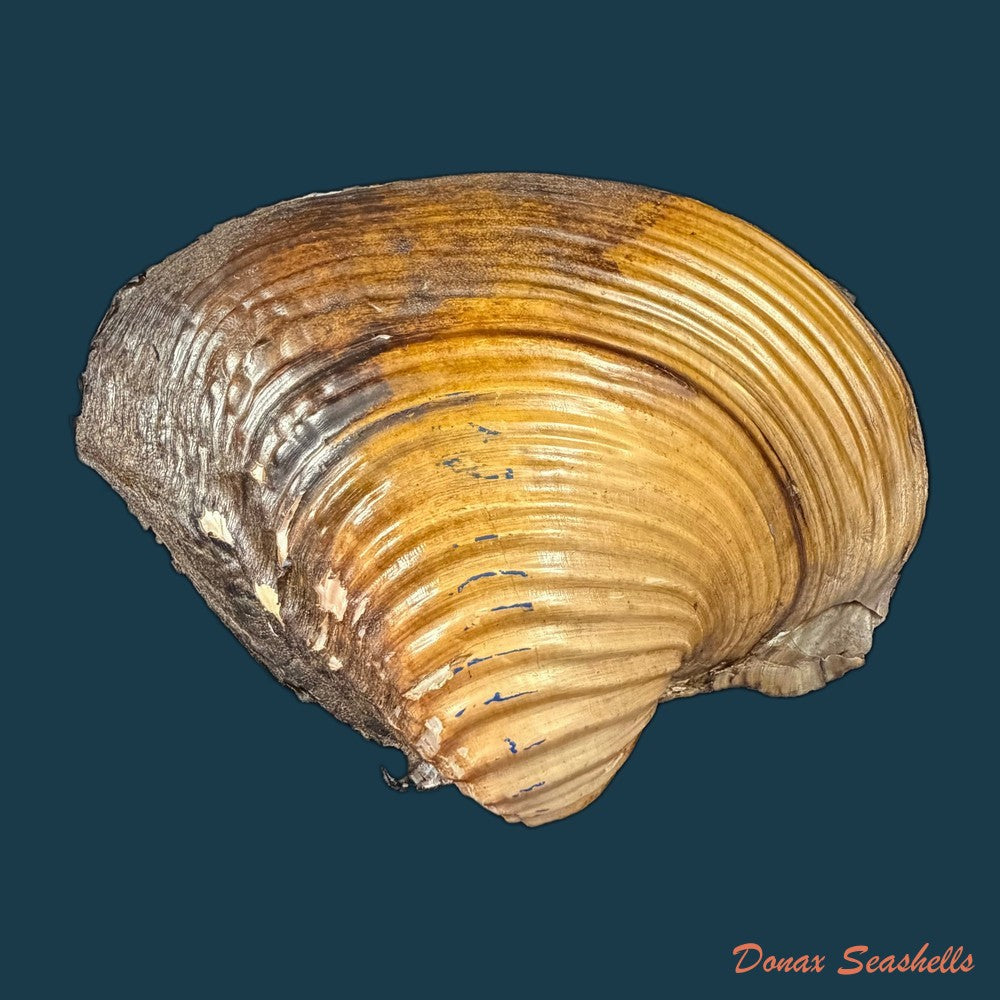 unio-tumidus-philipsson-1788-51-4mm-copia