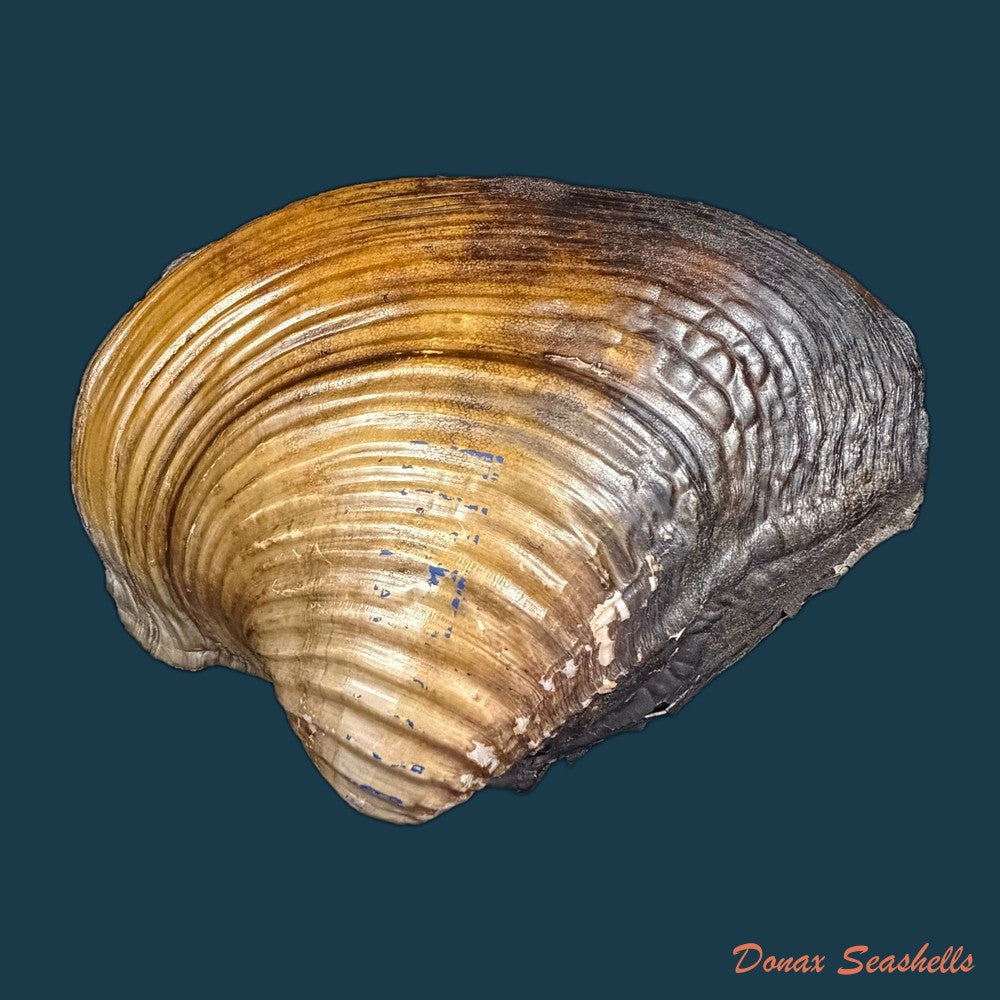 unio-tumidus-philipsson-1788-51-4mm-copia