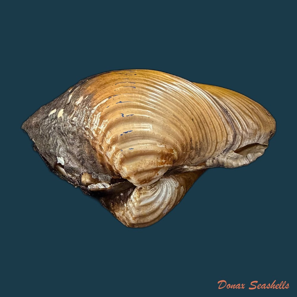 unio-tumidus-philipsson-1788-51-4mm-copia