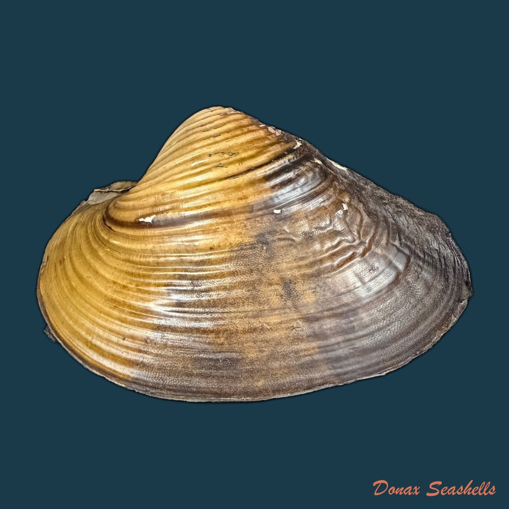 unio-tumidus-philipsson-1788-51-4mm-copia