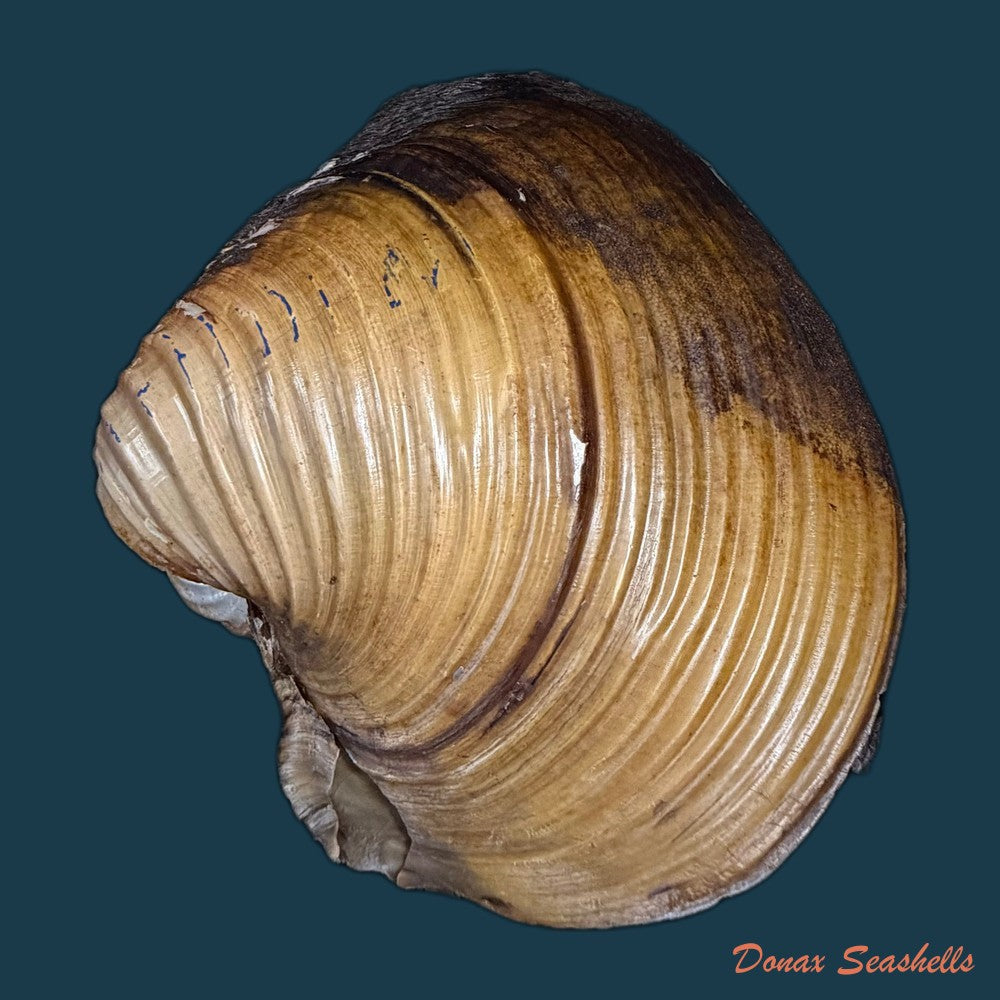 unio-tumidus-philipsson-1788-51-4mm-copia