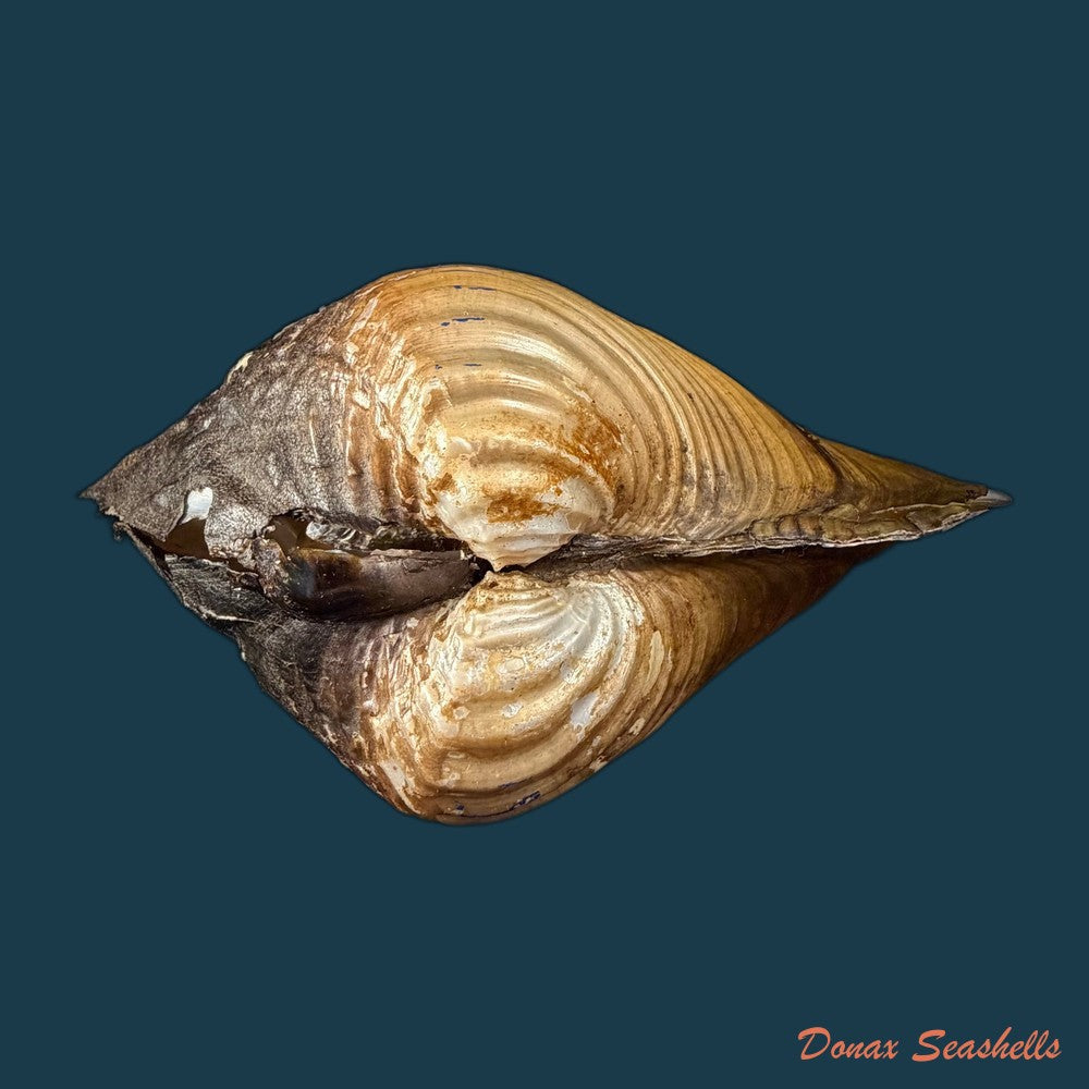 unio-tumidus-philipsson-1788-51-4mm-copia