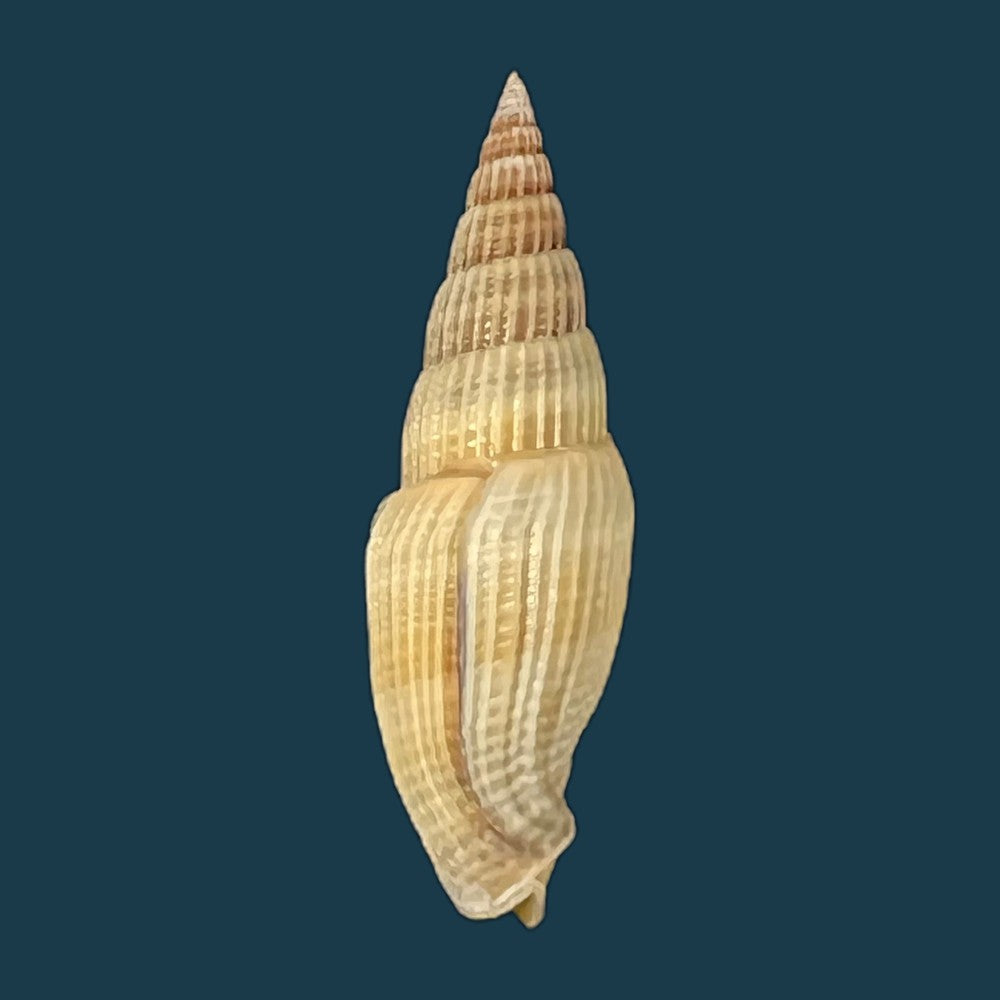 vexillum-acuminatum-gmelin-1791-27mm-copia