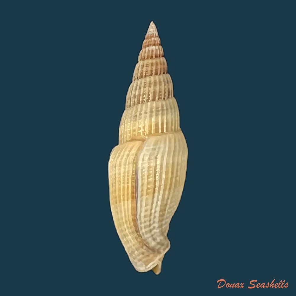 vexillum-acuminatum-gmelin-1791-27mm-copia
