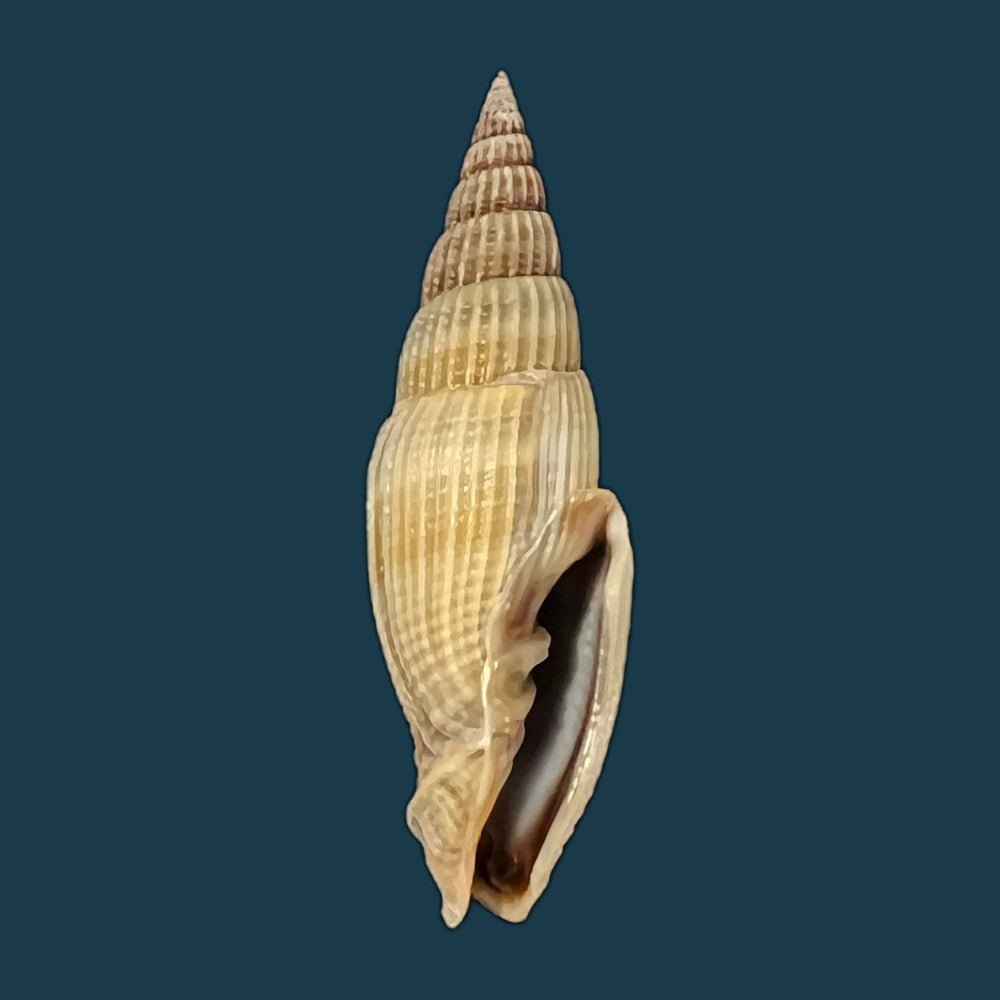vexillum-acuminatum-gmelin-1791-27mm-copia