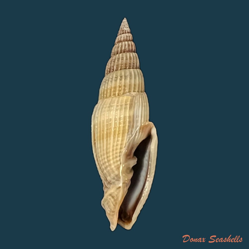 vexillum-acuminatum-gmelin-1791-27mm-copia