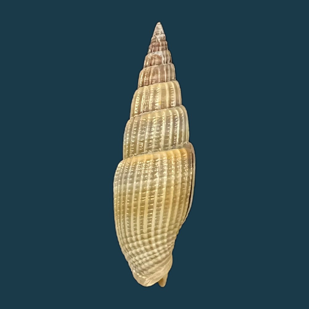 vexillum-acuminatum-gmelin-1791-30-3mm-copia