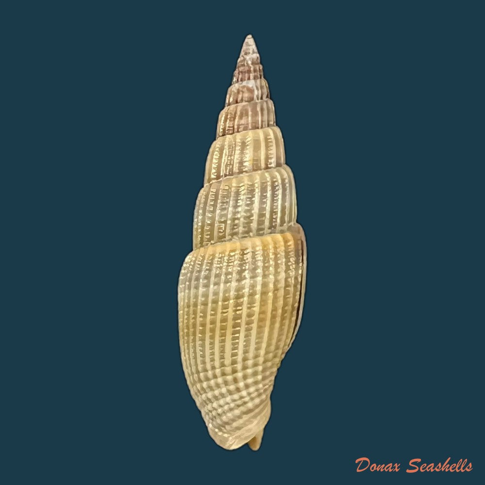 vexillum-acuminatum-gmelin-1791-30-3mm-copia