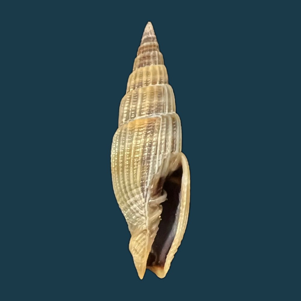 vexillum-acuminatum-gmelin-1791-30-3mm-copia