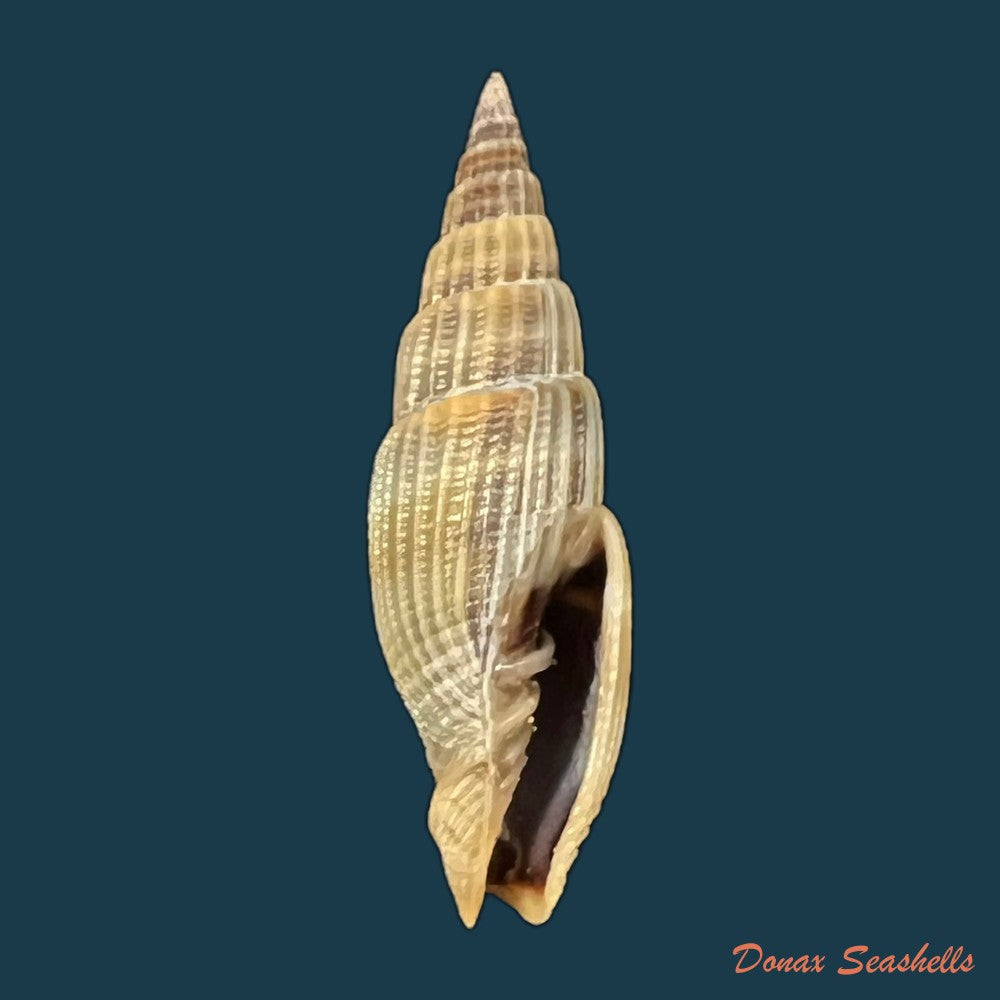 vexillum-acuminatum-gmelin-1791-30-3mm-copia