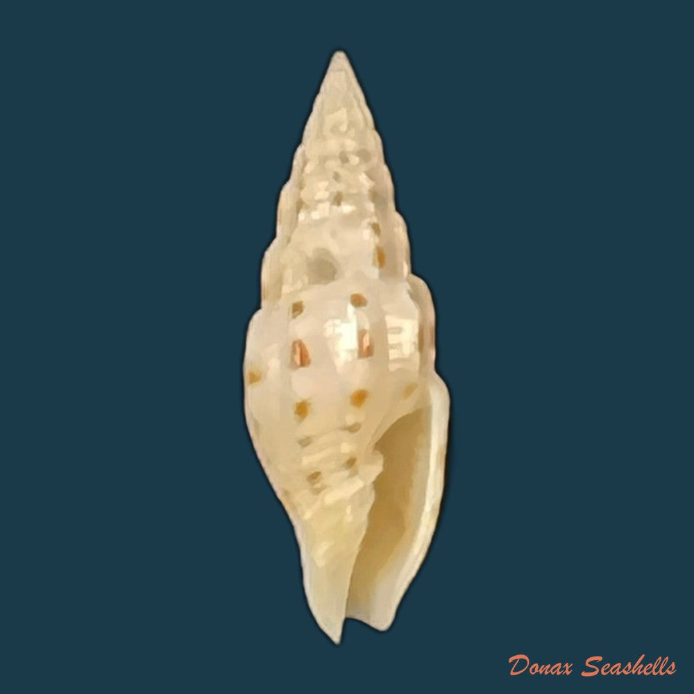 vexillum-acuminatum-gmelin-1791-31mm-copia