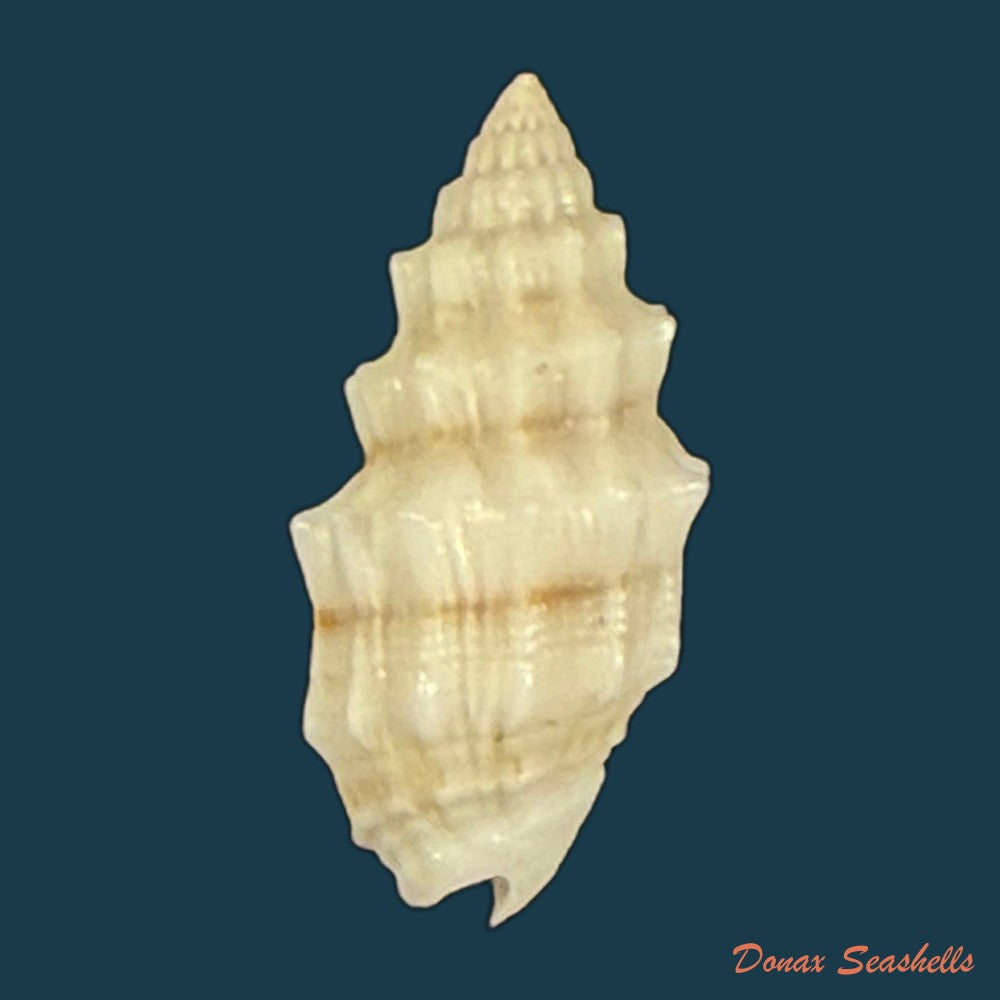 vexillum-cadaverosum-reeve-1844-14-8mm-copia