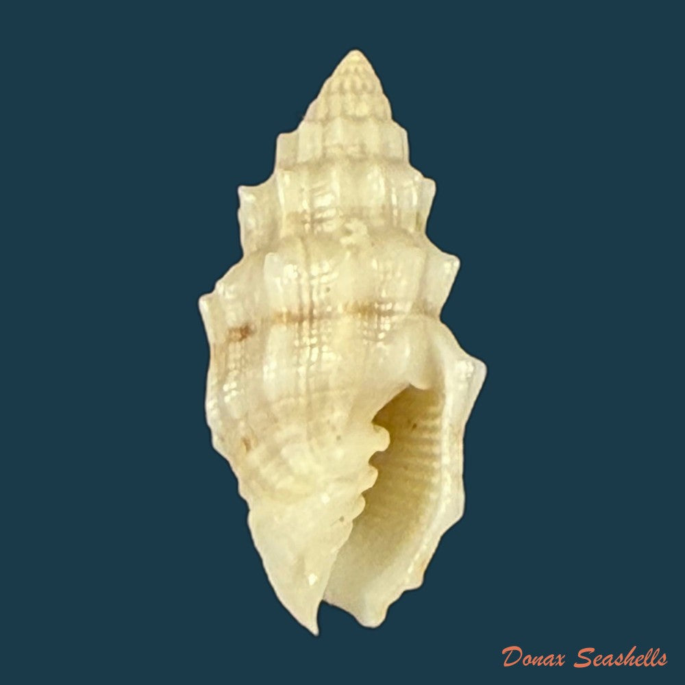 vexillum-cadaverosum-reeve-1844-14-8mm-copia