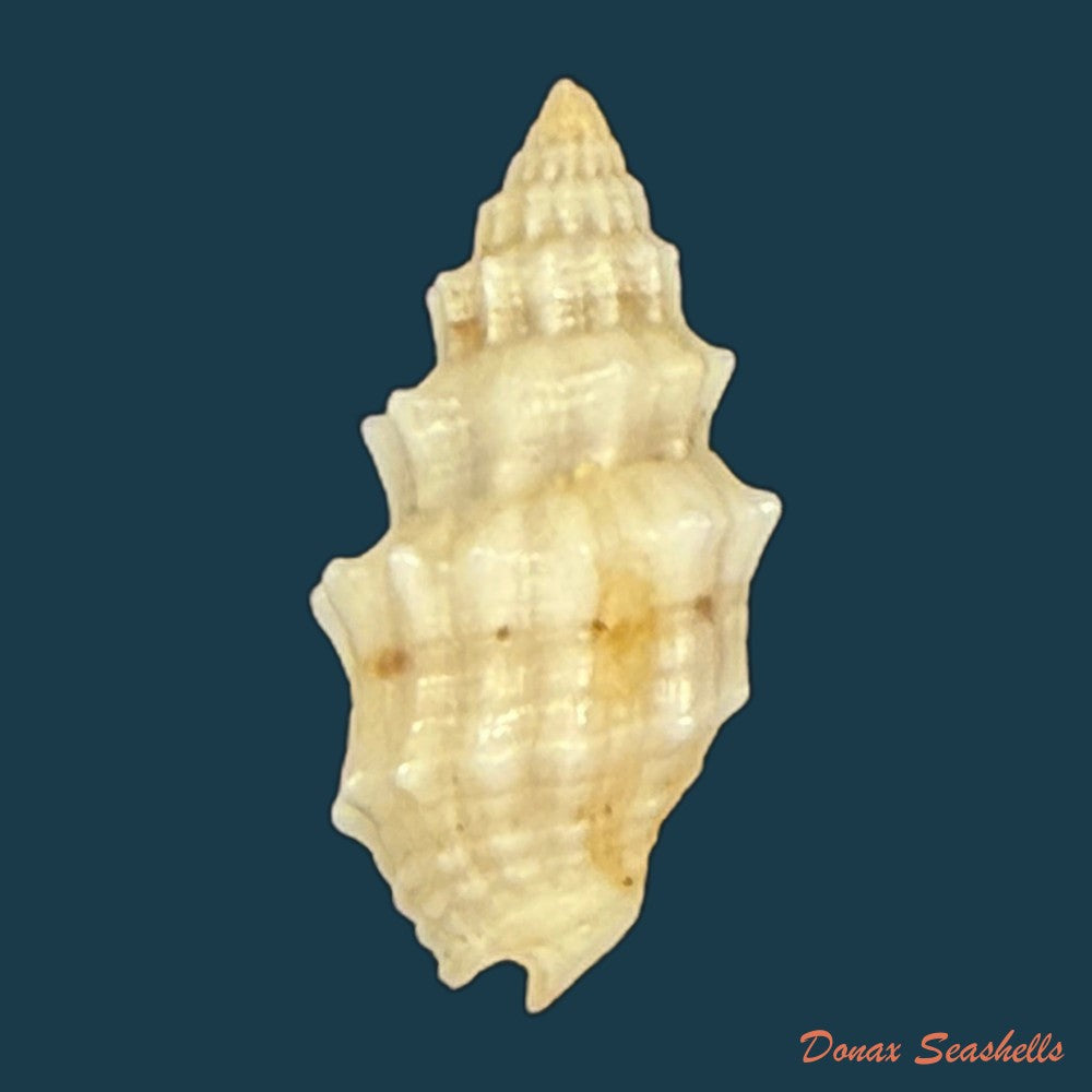 vexillum-cadaverosum-reeve-1844-15-7mm-copia