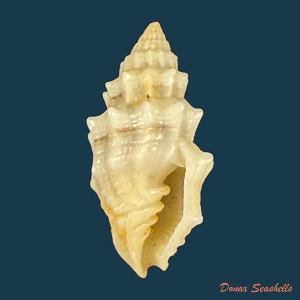 vexillum-cadaverosum-reeve-1844-15-7mm-copia