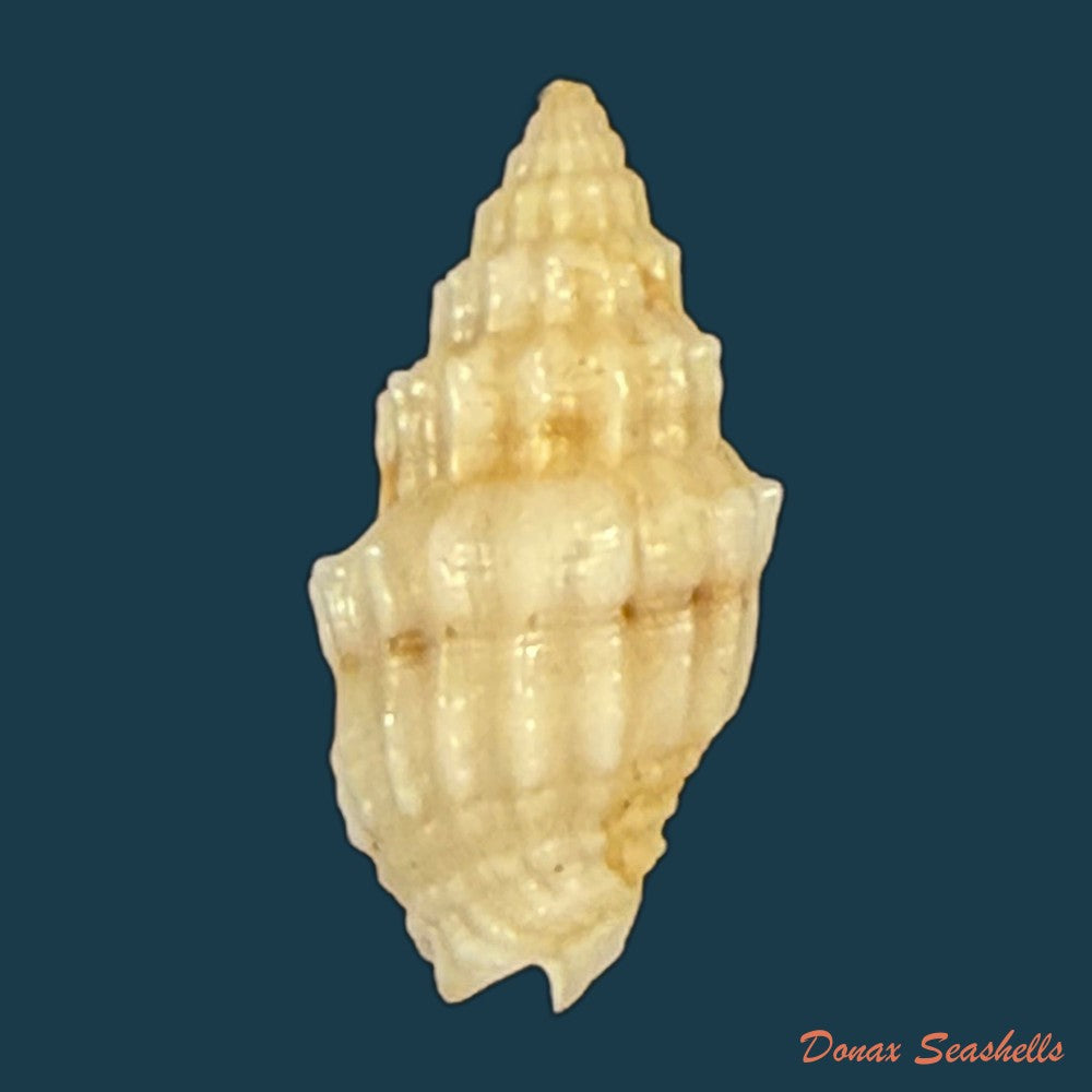 vexillum-cadaverosum-reeve-1844-16mm-copia