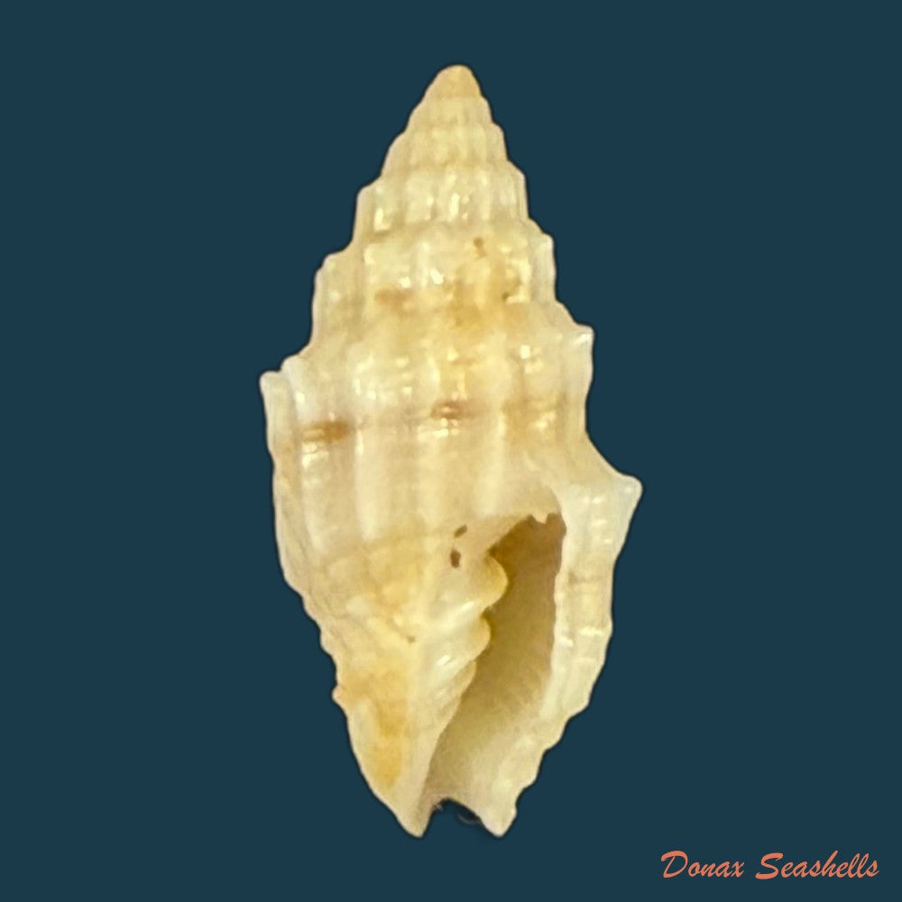 vexillum-cadaverosum-reeve-1844-16mm-copia