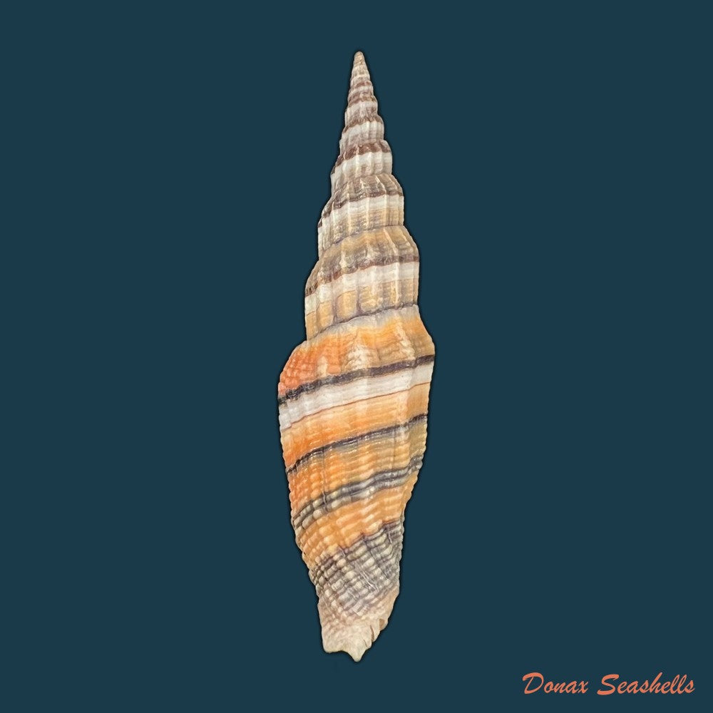 vexillum-citrinum-gmelin-1791-74-4mm-copia