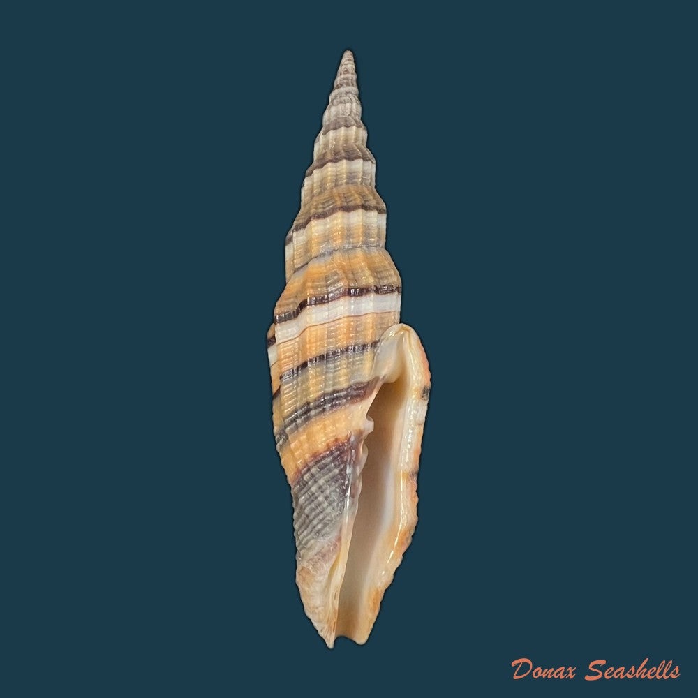 vexillum-citrinum-gmelin-1791-74-4mm-copia