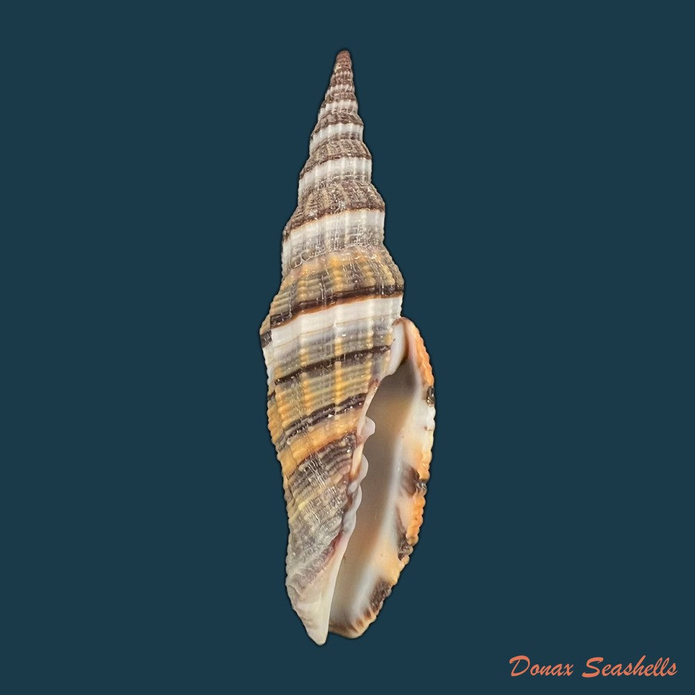 vexillum-citrinum-gmelin-1791-75-3mm-copia