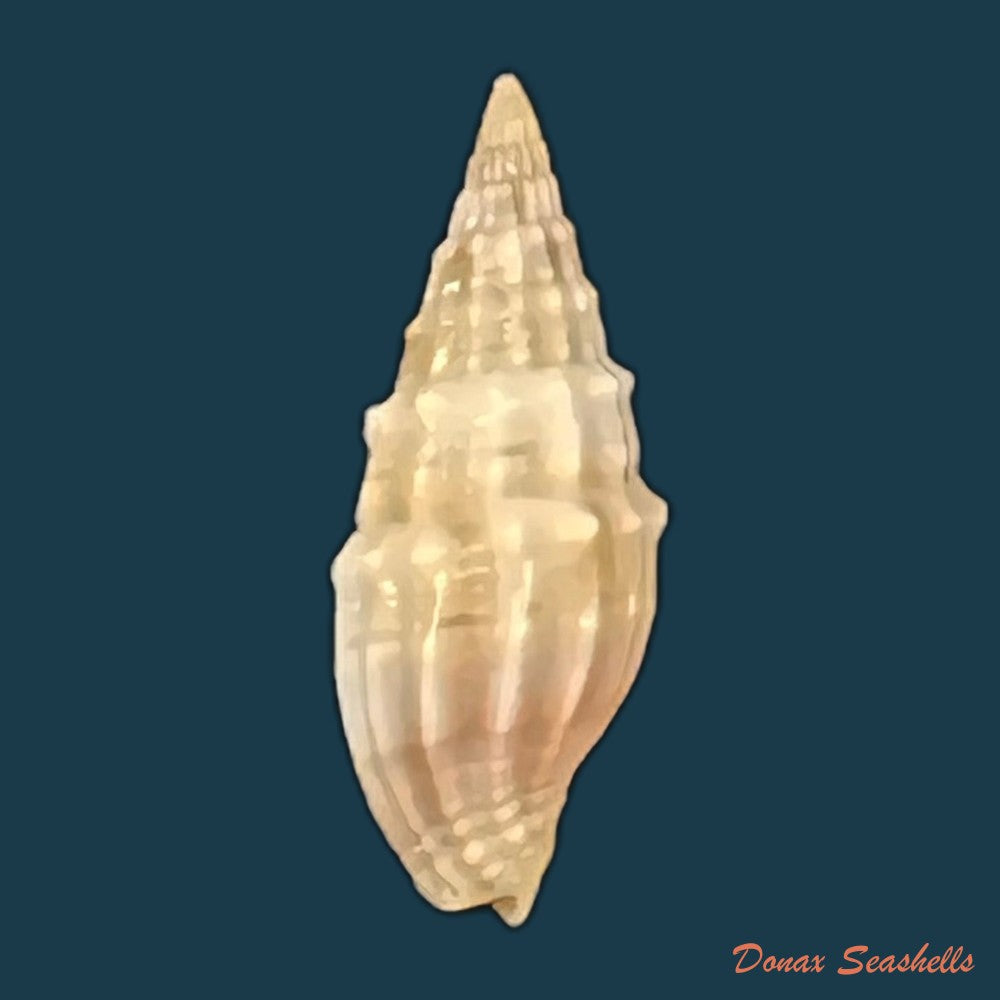 vexillum-coronatum-helbling-1779-13-4mm-copia