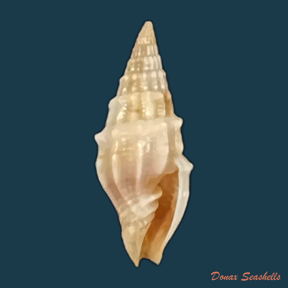 vexillum-coronatum-helbling-1779-13-4mm-copia
