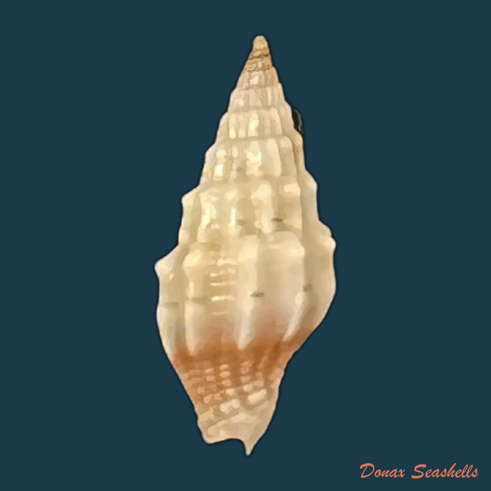 vexillum-coronatum-helbling-1779-14-6mm-copia