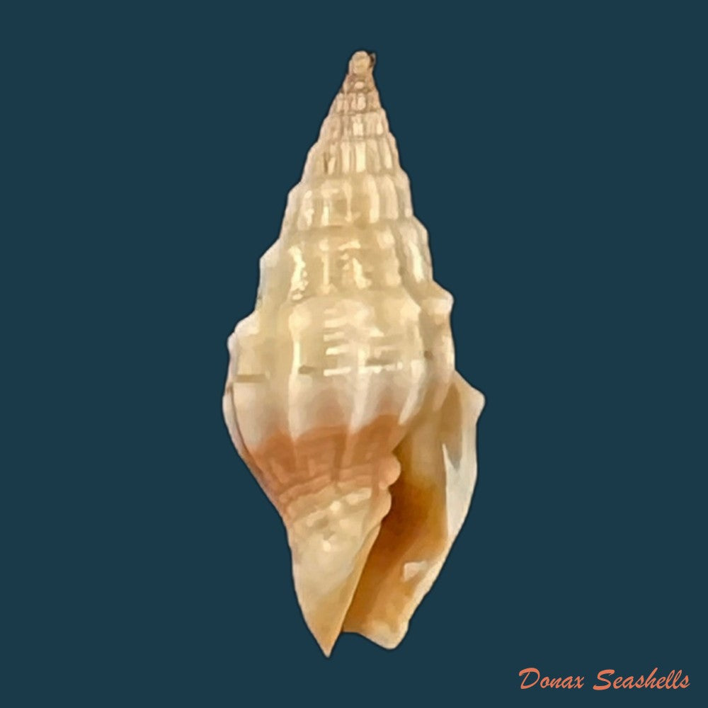 vexillum-coronatum-helbling-1779-14-6mm-copia