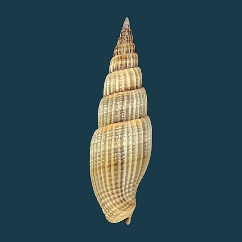vexillum-coronatum-helbling-1779-15-1mm-copia