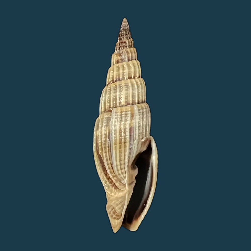 vexillum-coronatum-helbling-1779-15-1mm-copia