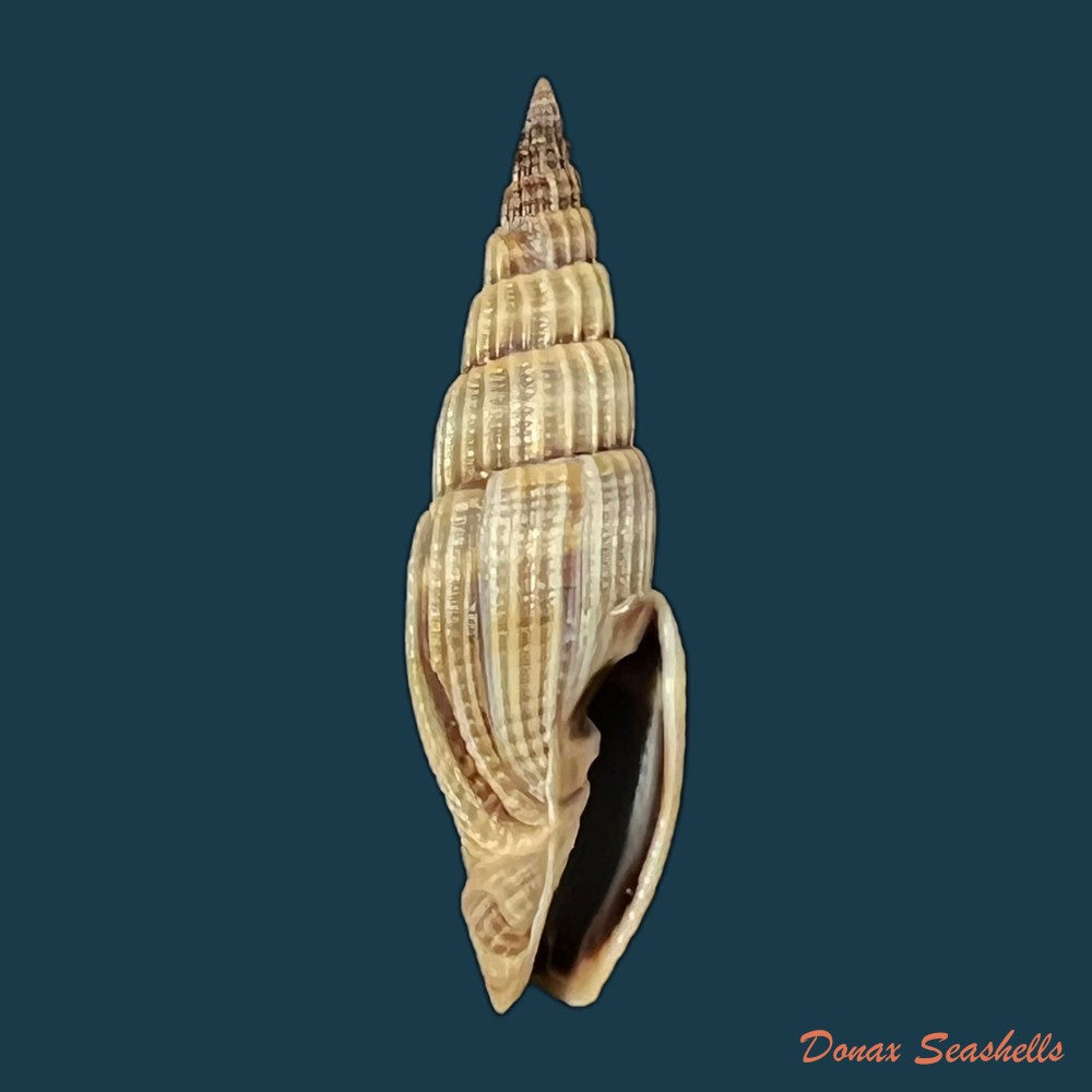 vexillum-coronatum-helbling-1779-15-1mm-copia