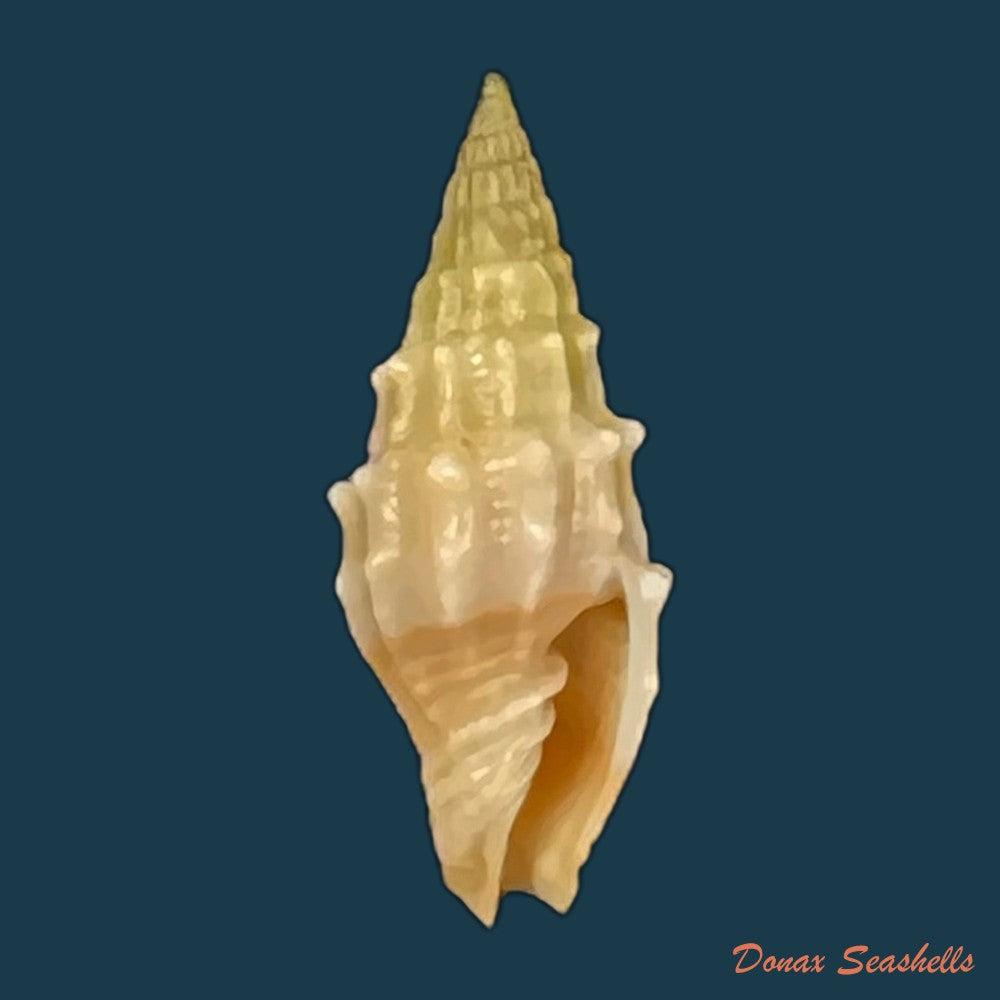 vexillum-coronatum-helbling-1779-15-9mm-copia