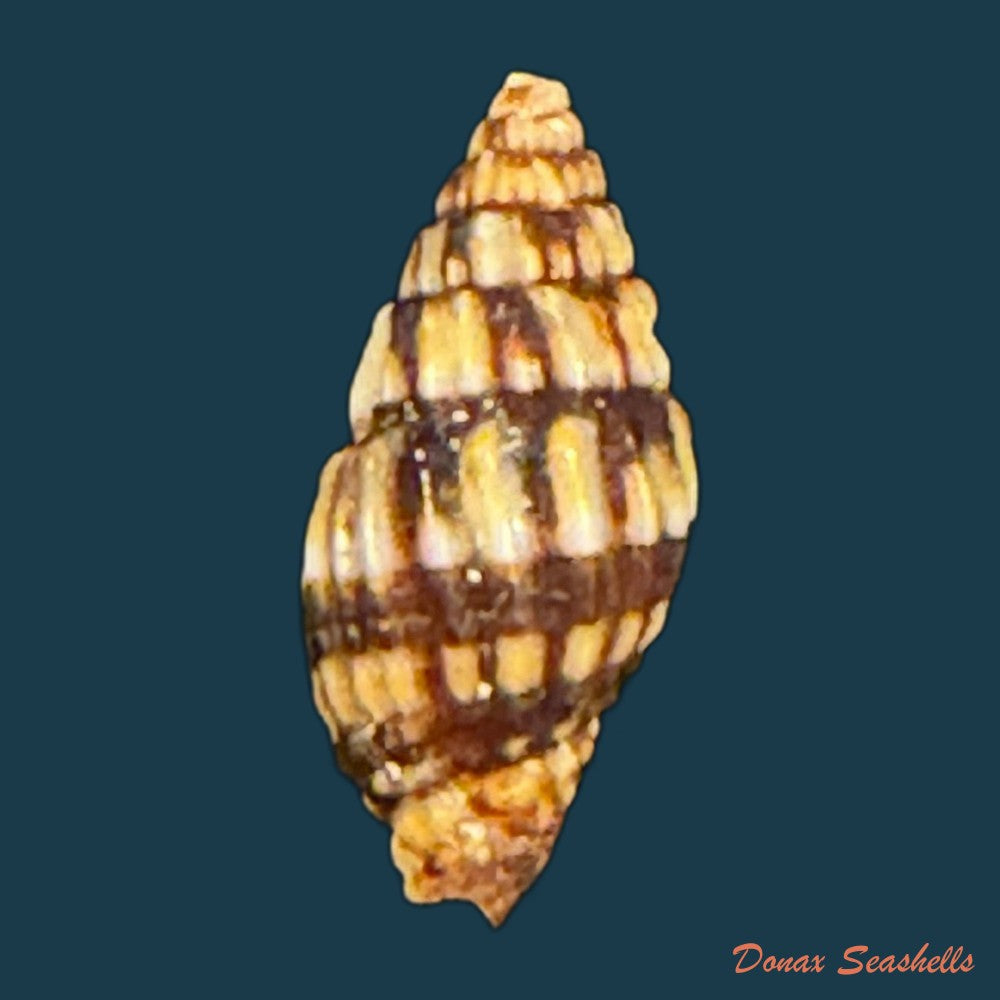 vexillum-dermestinum-lamarck-1811-15-9mm-copia