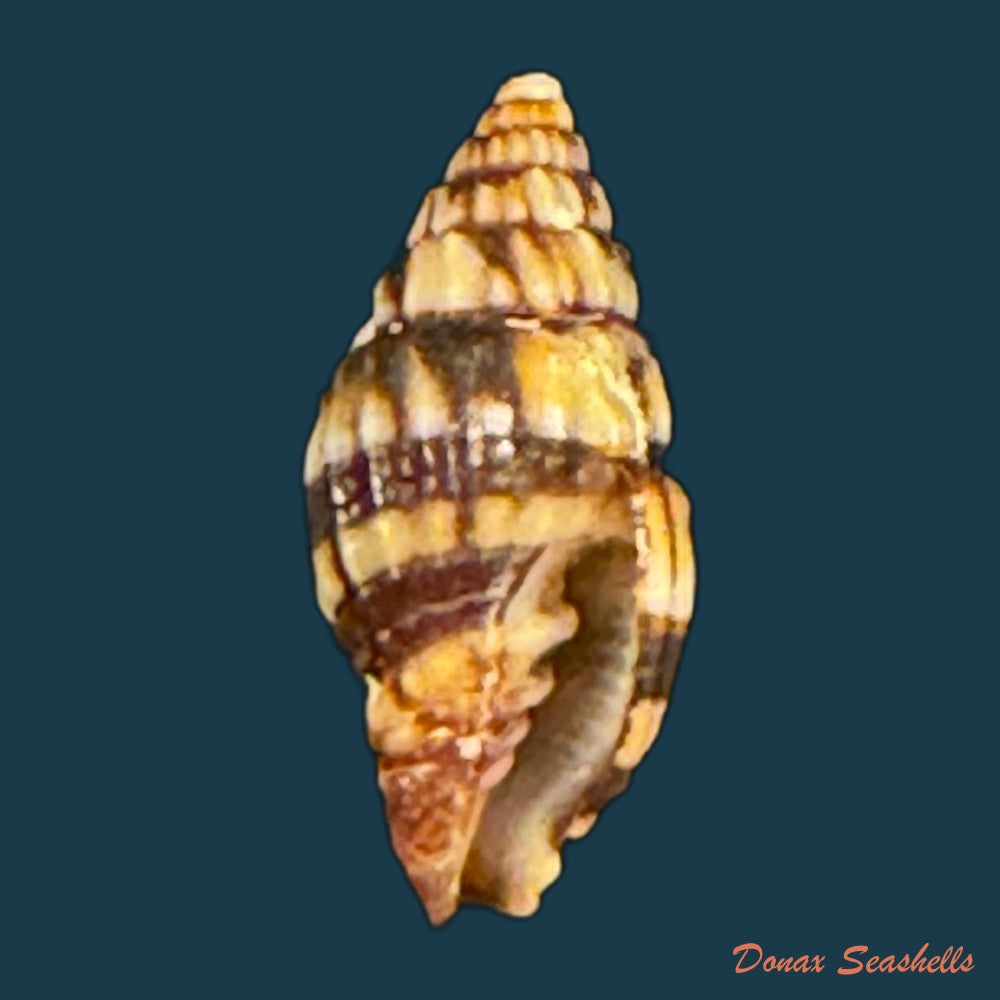 vexillum-dermestinum-lamarck-1811-15-9mm-copia