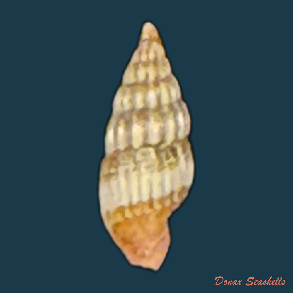 vexillum-diutenerum-hervier-1897-6mm-copia